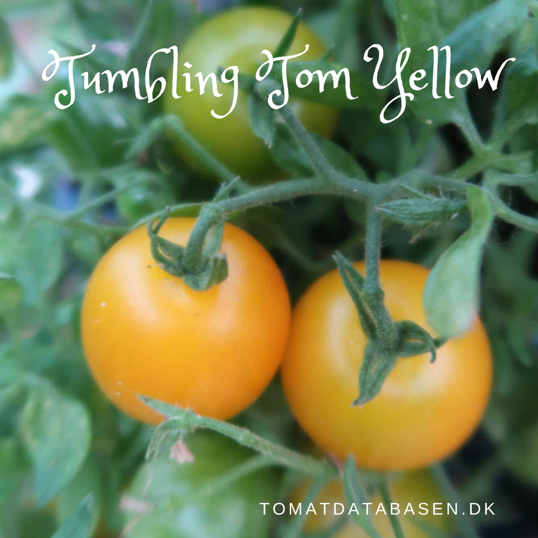 Tumbling Tom Yellow (OP)